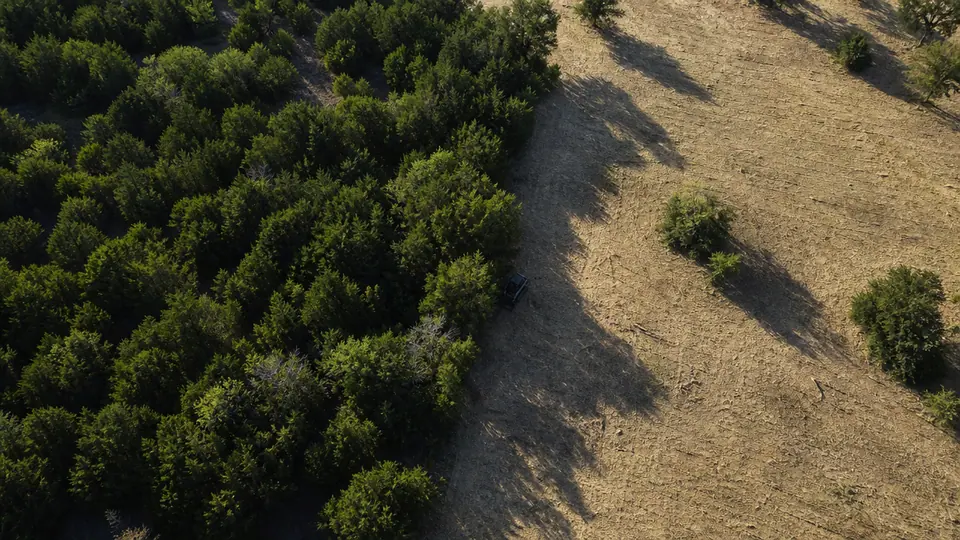 Aerial view of the boundary between cedar thicket and freshly mulched open ground