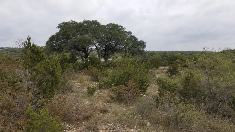 Dense cedar and brush growing beneath live oaks on North Texas acreage